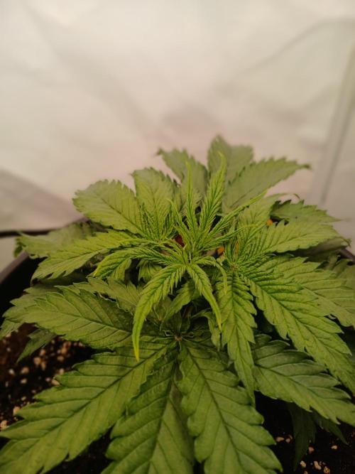 CBD Warlock. Week 4