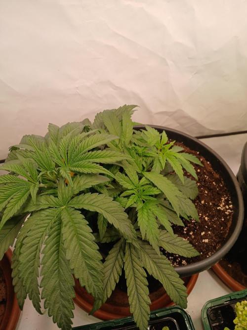 SLHxPC. Week 4 - beginning to LST