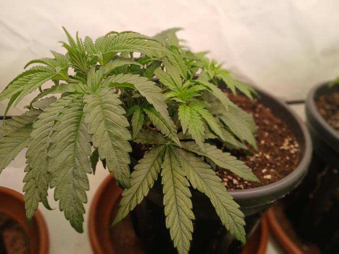 Super Lemon Haze X Pink Candy. Week 4