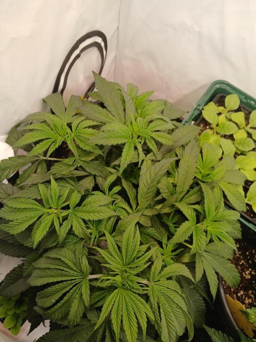 SLHxPC. Week 5