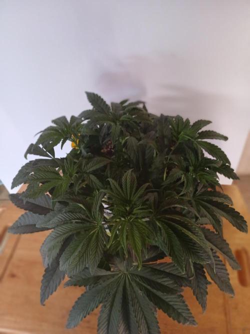 SLHxPC. Week 5