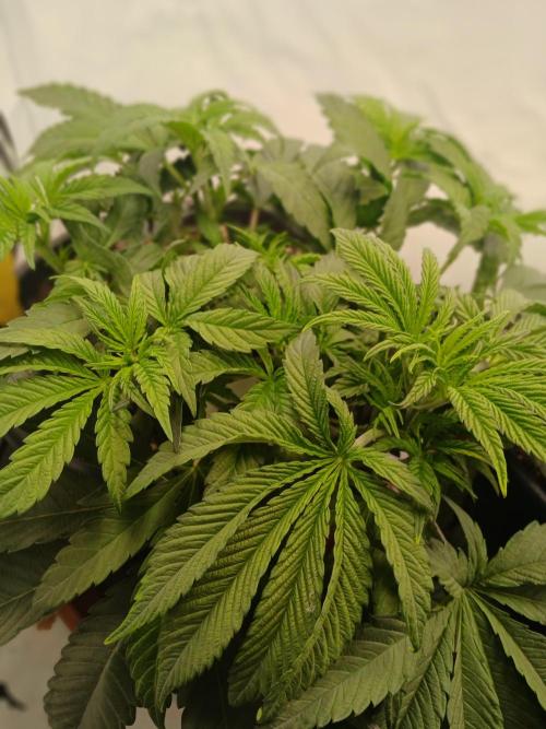 Super Lemon Haze X Pink Candy. Week 5