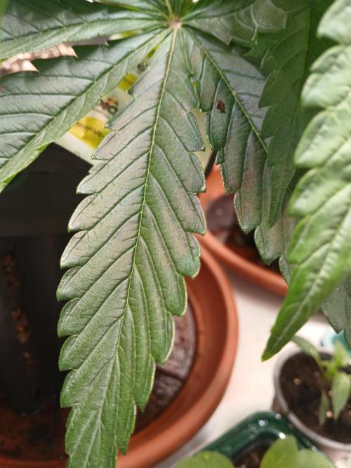 Burmese Kush. Week 5