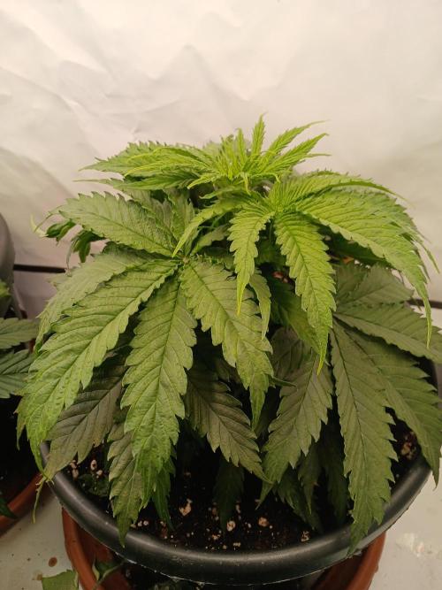 CBD Warlock. Week 5