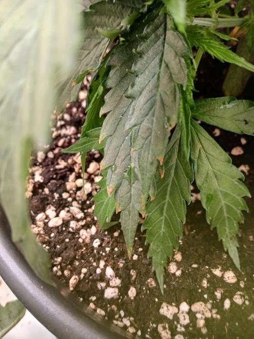 CBD Warlock. Week 5