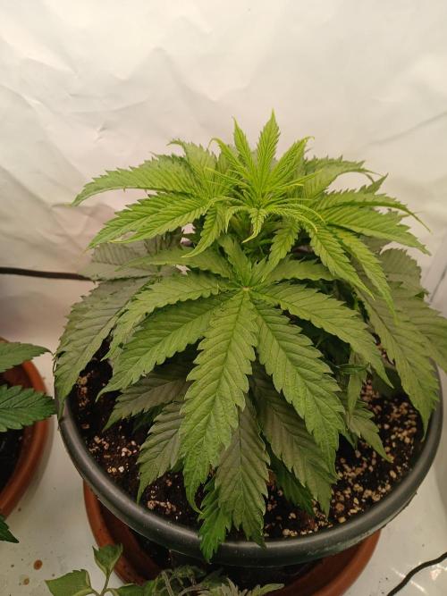 CBD Warlock. Week 5