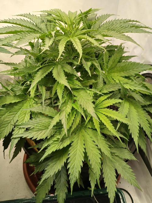 CBD Warlock. Week 6