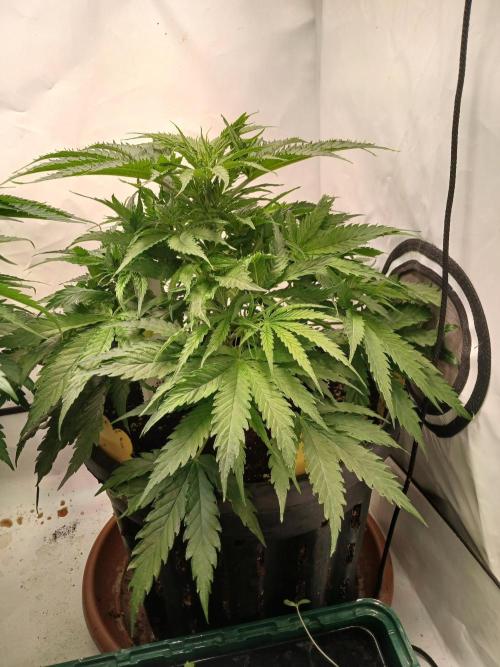 CBD Warlock. Week 6