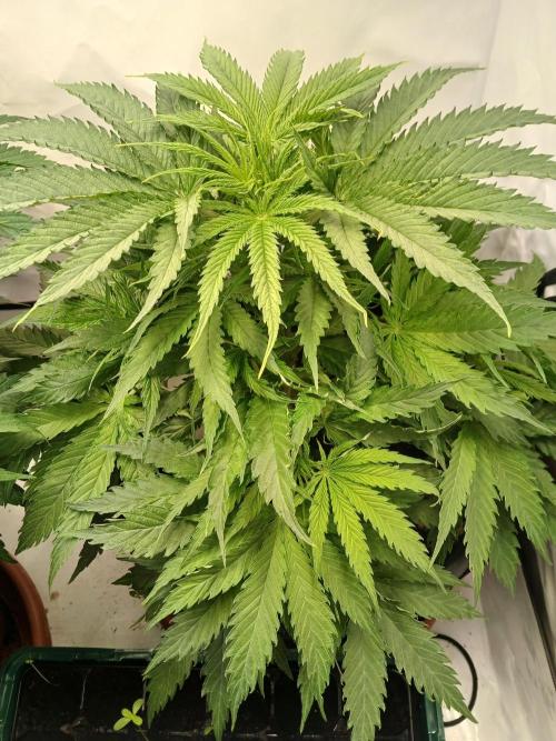 CBD Warlock. Week 6
