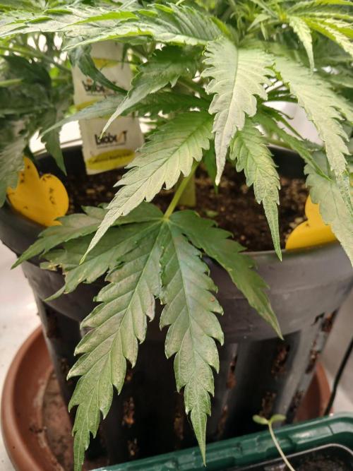 CBD Warlock. Week 6