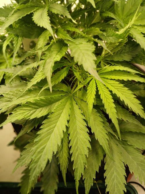CBD Warlock. Week 6