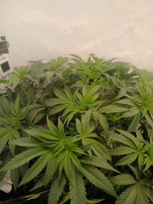 SLHxPC. Week 6