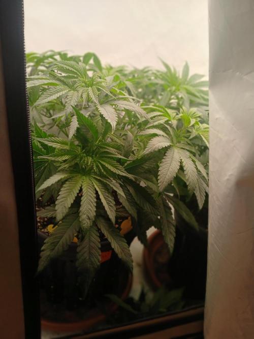 SLHxPC. Week 6