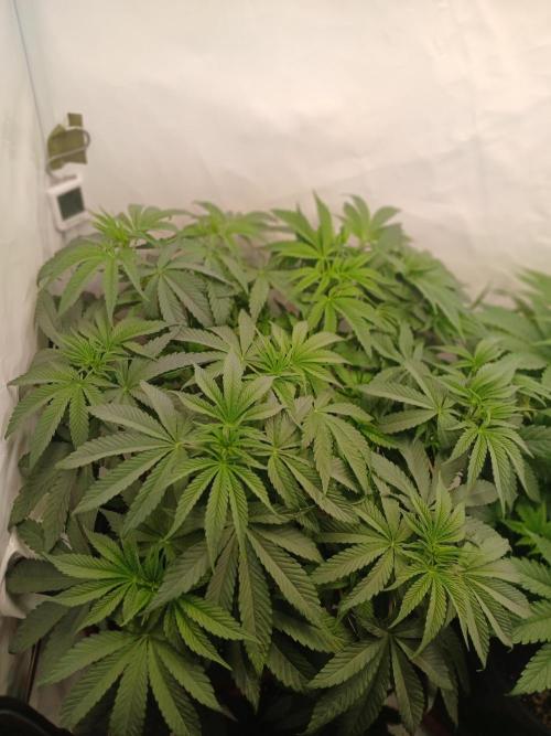 SLHxPC. Week 6