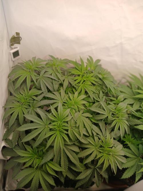 Super Lemon Haze X Pink Candy. Week 6