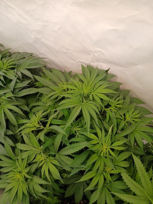 Buku.. Week 6
