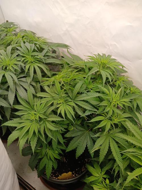 Buku.. Week 7