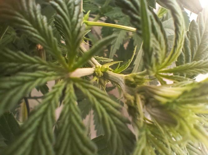 Buku.. Week 7