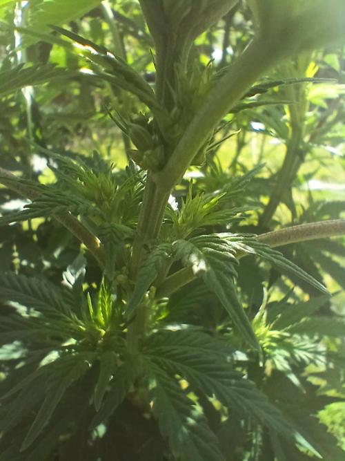Buku.. Week 8