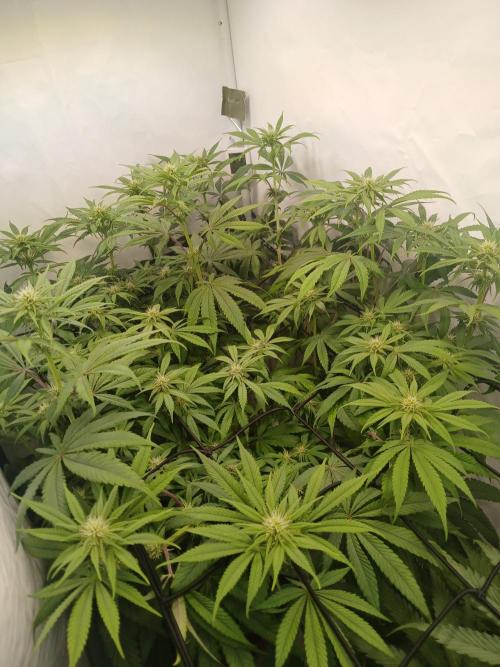 SLHxPC. Week 8