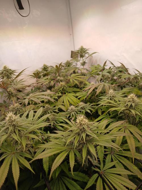 Super Lemon Haze X Pink Candy. Week 8