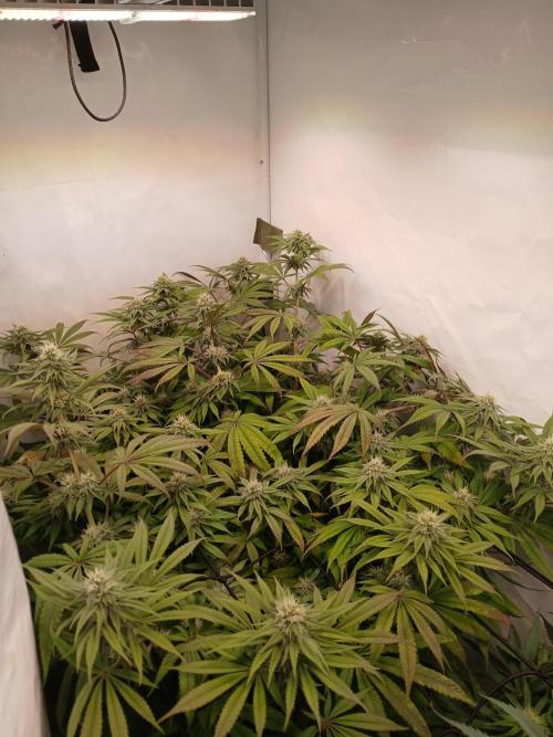 SLHxPC. Week 9