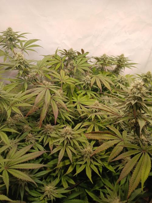 SLHxPC. Week 9