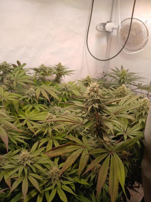 SLHxPC. Week 9