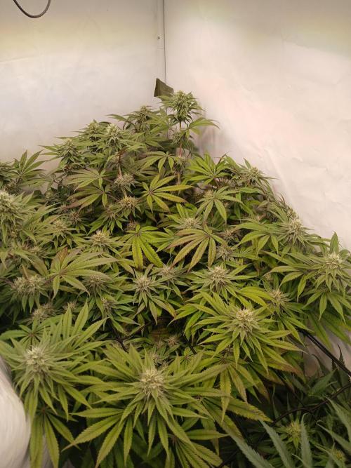 SLHxPC. Week 9