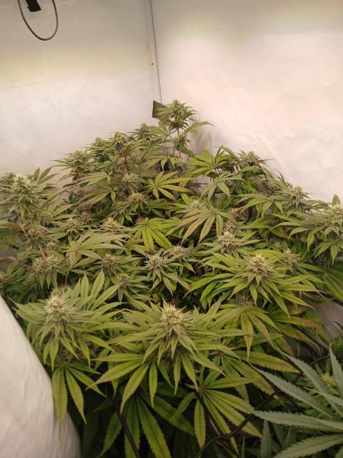 Super Lemon Haze X Pink Candy. Week 9