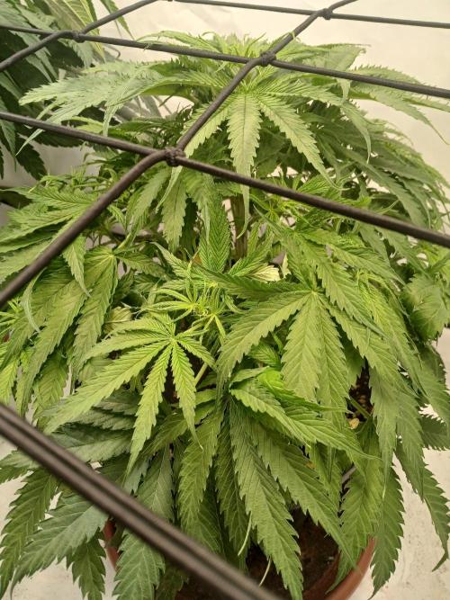 CBD Warlock. Week 7