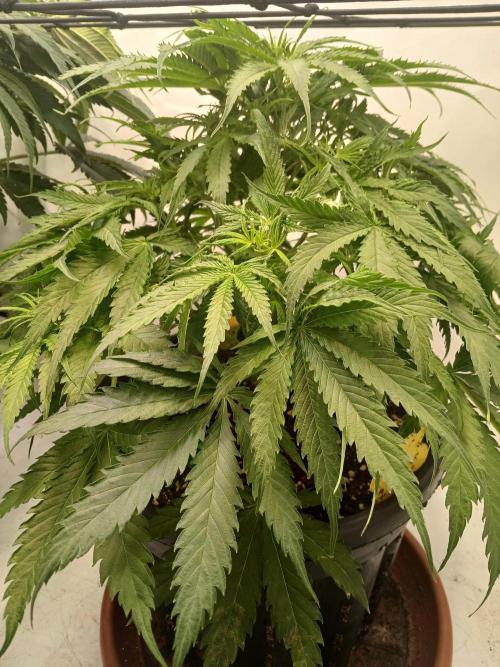CBD Warlock. Week 7