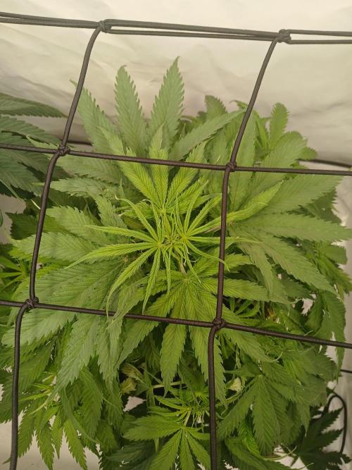 CBD Warlock. Week 7