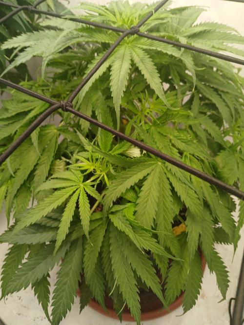 CBD Warlock. Week 7