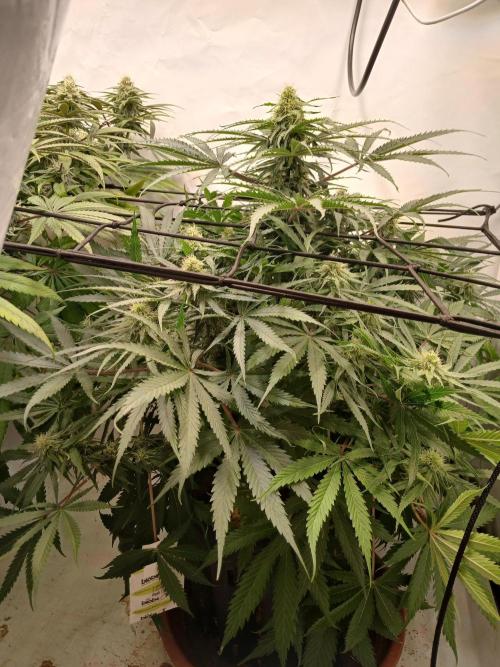 CBD Warlock. Week 9