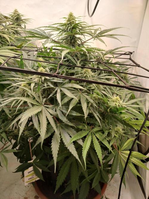 CBD Warlock. Week 9