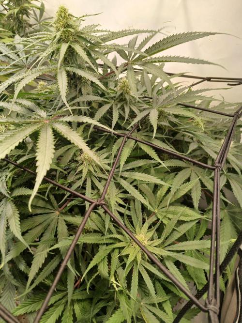 CBD Warlock. Week 9