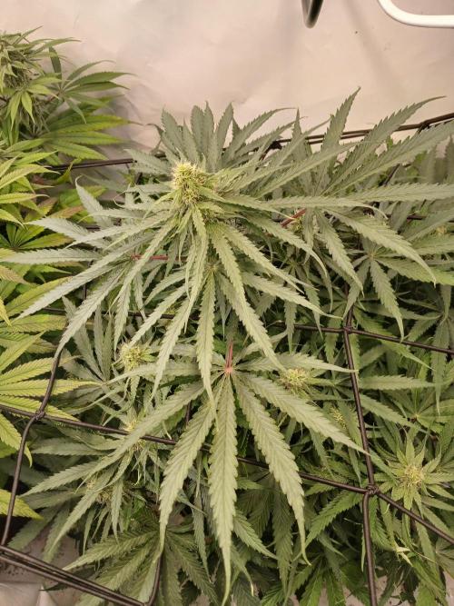 CBD Warlock. Week 9