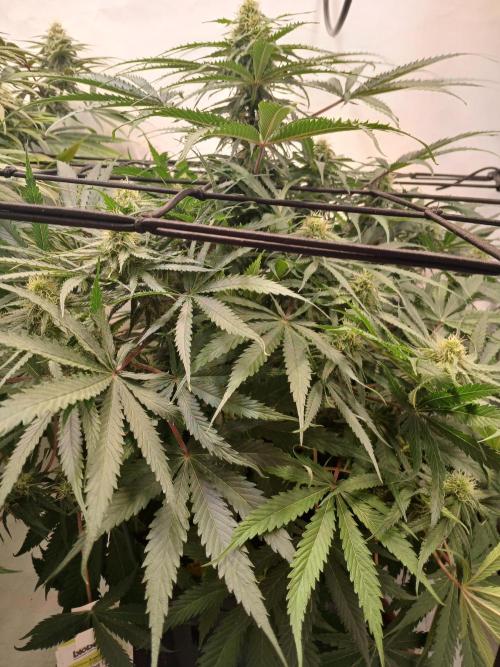 CBD Warlock. Week 9