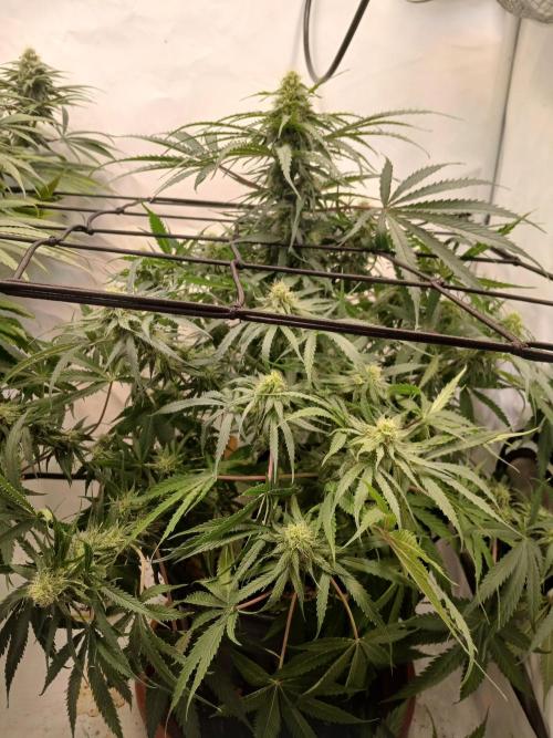 CBD Warlock. Week 9