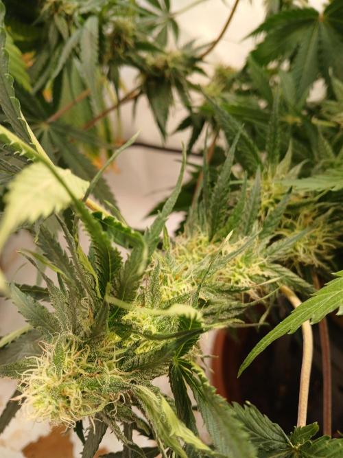 CBD Warlock. Week 9