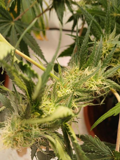 CBD Warlock. Week 9