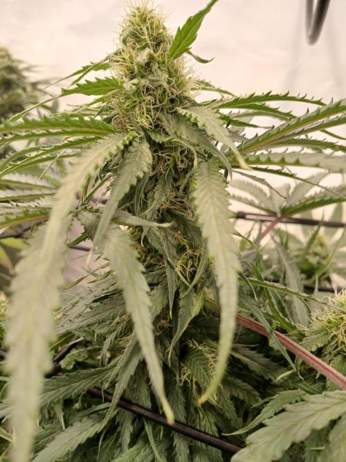 CBD Warlock. Week 9