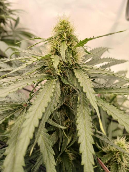 CBD Warlock. Week 9