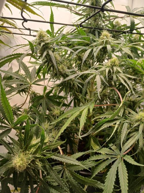 CBD Warlock. Week 9