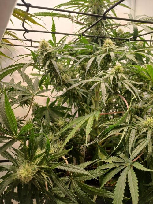 CBD Warlock. Week 9
