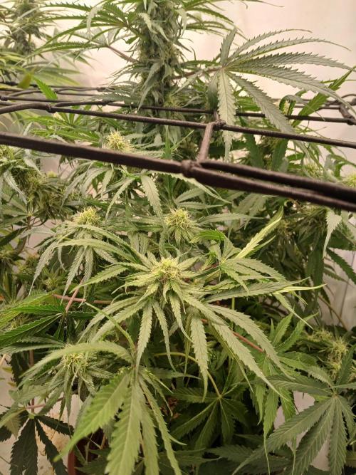 CBD Warlock. Week 9