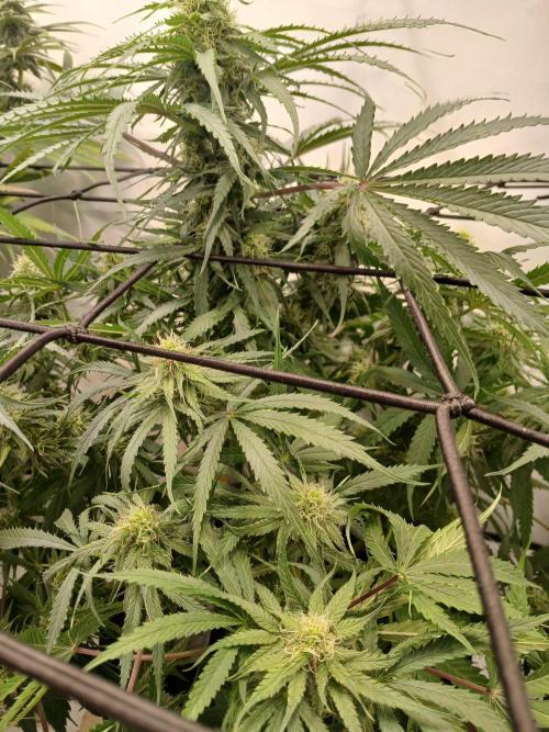 CBD Warlock. Week 9