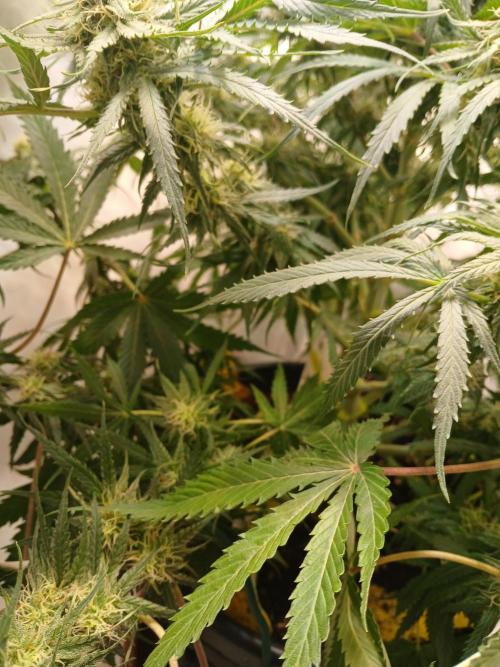 CBD Warlock. Week 9