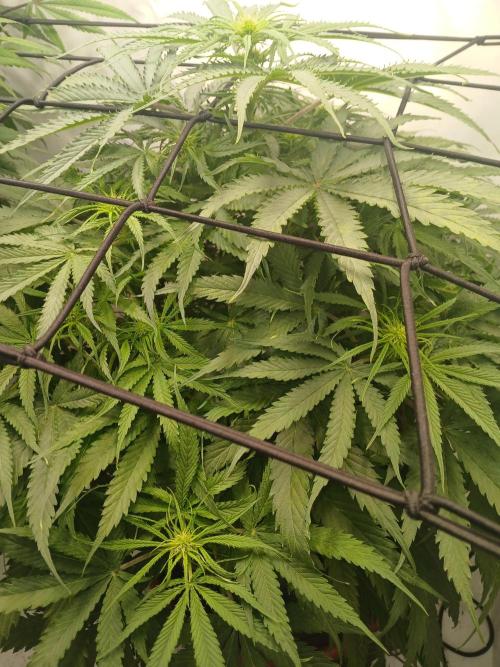 CBD Warlock. Week 8